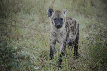 Hyène dans une réserve en Afrique du Sud