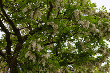 limetree branches and blossom