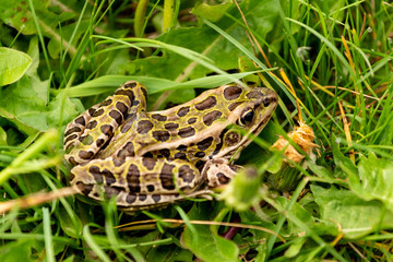 Frog