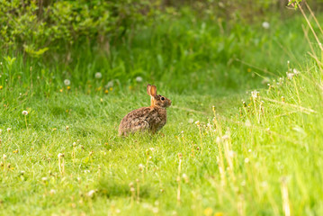 Bunny in field