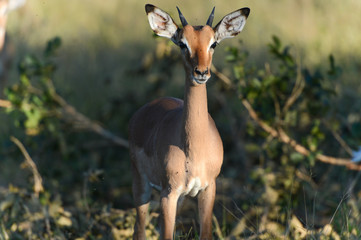 Springbok dans une réserve en Afrique du Sud