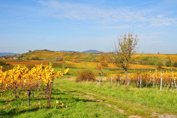 bunte Weinberge im Herbst in der Südpfalz mit weitem Blick zum Pfälzerwald
