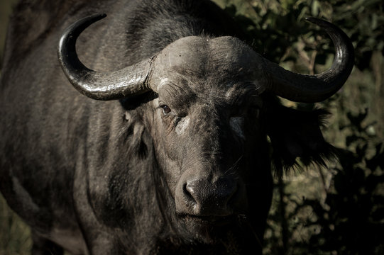 Buffle dans une r&eacute;serve en Afrique du Sud