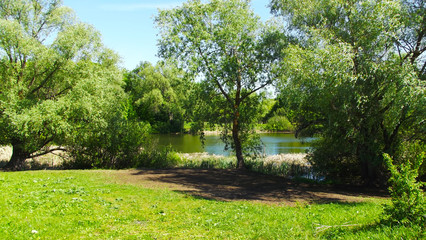 Beautiful forest lake.Picturesque background.