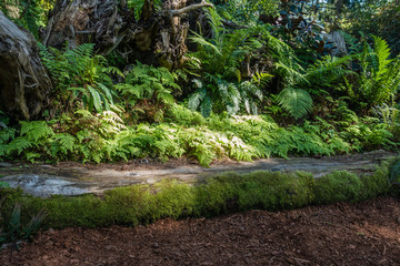 Outdoor Log Bench