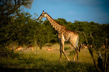 Girafe dans une réserve en Afrique du Sud