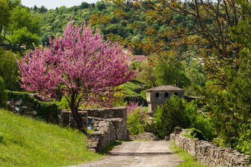 Fototapeta na wymiar Beutiful blooming tree with purple flowers with emerald green hill on the backgound. Photo was taken at sunny spring day. Ruins of ancient castle on the foreground.