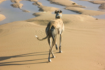 Greyhound am Strand