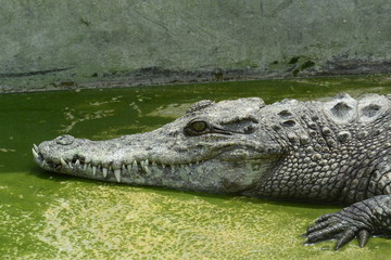 close of of fresh water crocodile.
