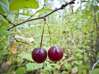 Obraz premium Two ripe cherries