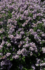 purple flowers cr2018darrelljbanks