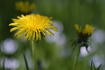 Löwenzahn - Taraxacum in einer Makroaufnahme - mit weichem Bokeh