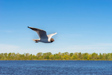 Fototapeta na wymiar One river gull flies over the water with its outstretched wings and feel freedom. Blue sky without clouds and a forest on background