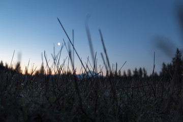 Grassy meadow at sunrise