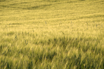 campo di grano,agricoltura,,italia,paesaggio,coltivazioni