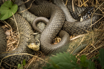 Two intertwined grass snakes lying in the sun