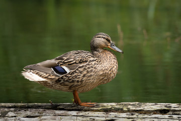 A female mallard standing on a piece of wood