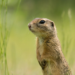 Naklejka na ściany i meble A European ground squirrel standing in a meadow in spring