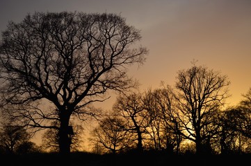 Fototapeta na wymiar silhouette of trees with the setting sun