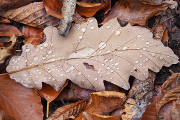 autumn leave