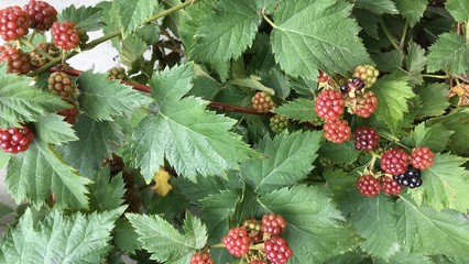 Blackberries on the bush