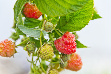 Branch of ripe and unripe raspberries berry