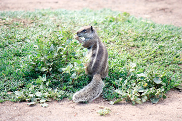squirrel