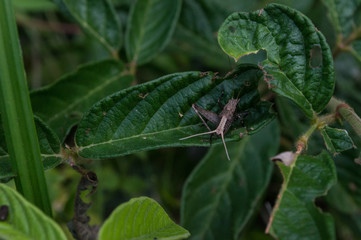 gray grasshopper about leaves