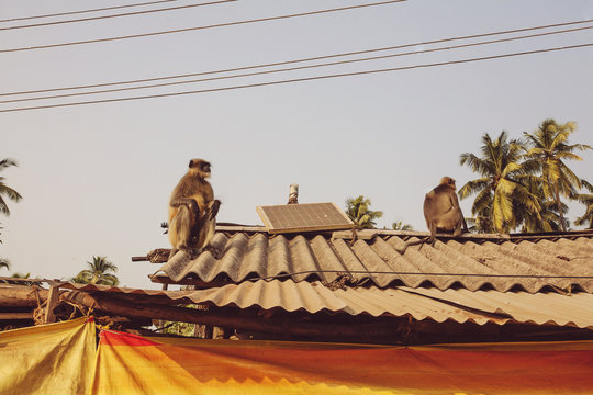 Monkeys O The Rooftop With Solar Panel, Karnataka, India