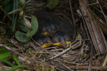three birds in the nest