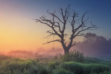 Naklejka na ściany i meble Landscape of wild nature with old tree in misty sunlight in early morning at dawn. Perfect nature at sunrise. Majestic large dry tree on meadow grass on warm summer blue clear sky background