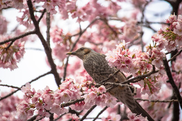 Cherry blossoms and Brown-eared Bulbul of Ueno Park