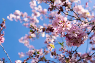 Pink tree