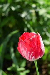 Red tulip in a garden on a sunny day
