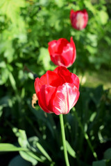A row of three red tulips in a garden