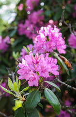 Obraz premium Beautiful Rhododendron plants in bloom in spring park.