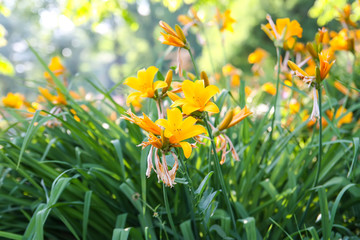 Small yellow lily flower in park