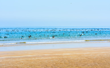 Fototapeta na wymiar Flock of birds in the sea water by the shore