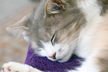 Fototapeta premium Closeup Sleeping Cat Head
