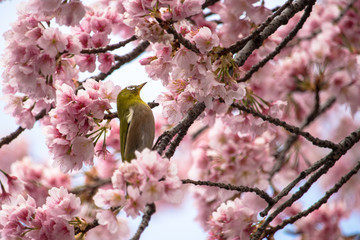 Cherry blossoms and Japanese White-eye at Ueno Park