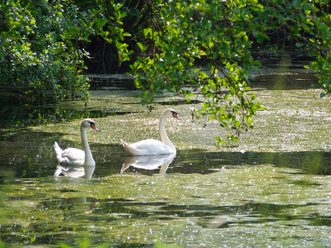 Schwan