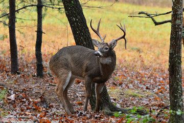 Drop tine buck, Cades cove Tennessee