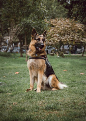  a german shepherd dog sitting in the grass of a park