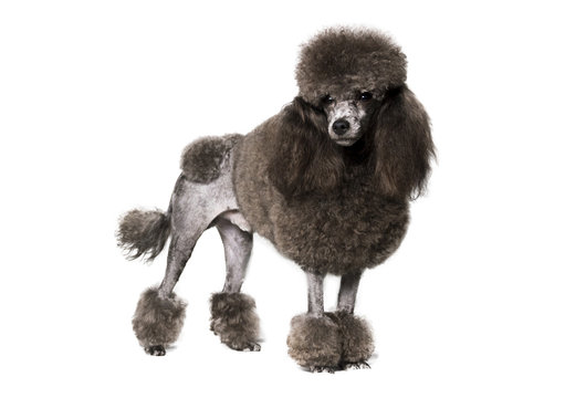 a black poodle dog standing on a white background