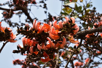 Butea Monosperma Locally Known As Palashfool In A Forrest