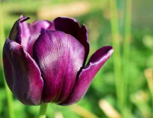 Fototapeta premium Close-up of a purple tulip in a garden on a sunny day