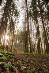 Waldweg mit Sonne im Hintergrund