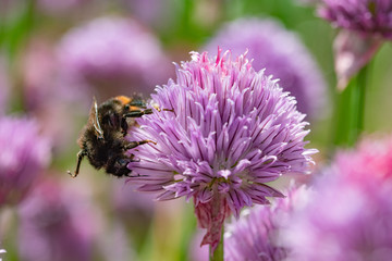 Purple spring onions flowers being enjoyed by the bees