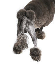  back of a black poodle dog standing on a white background