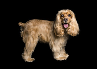 a cocker dog standing on a black background